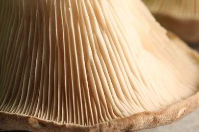 Fresh oyster mushroom on light table, macro view