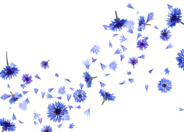 Image of Beautiful tender blue cornflower petals flying on white background