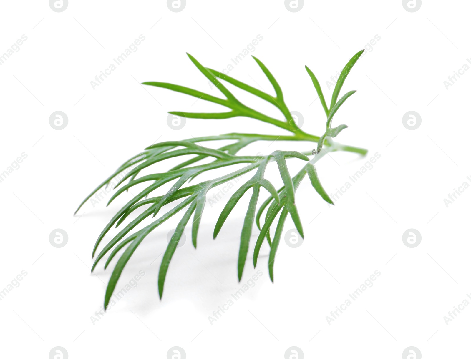 Photo of Sprig of fresh dill isolated on white