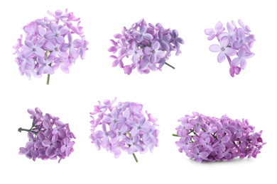 Image of Set of fragrant lilac flowers on white background, banner design 