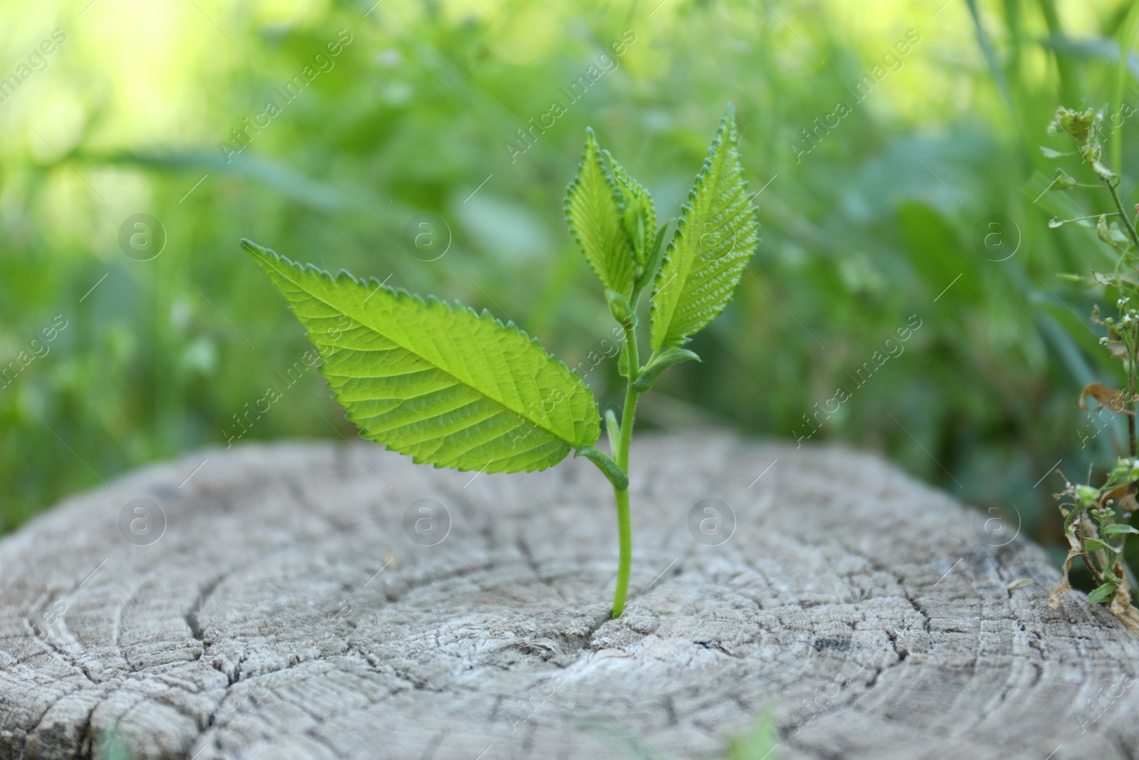 Photo of Young green seedling growing out of tree stump outdoors, closeup. New life concept