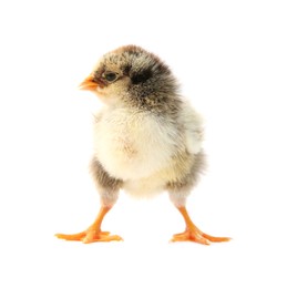 One cute chick isolated on white. Baby animal