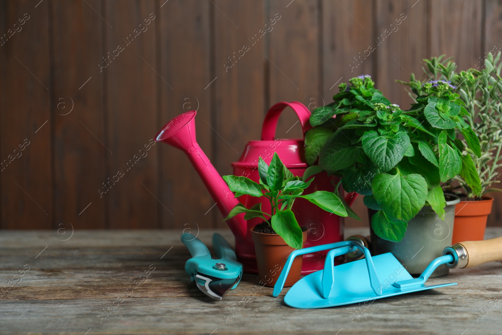 Photo of Plants and gardening tools on wooden table