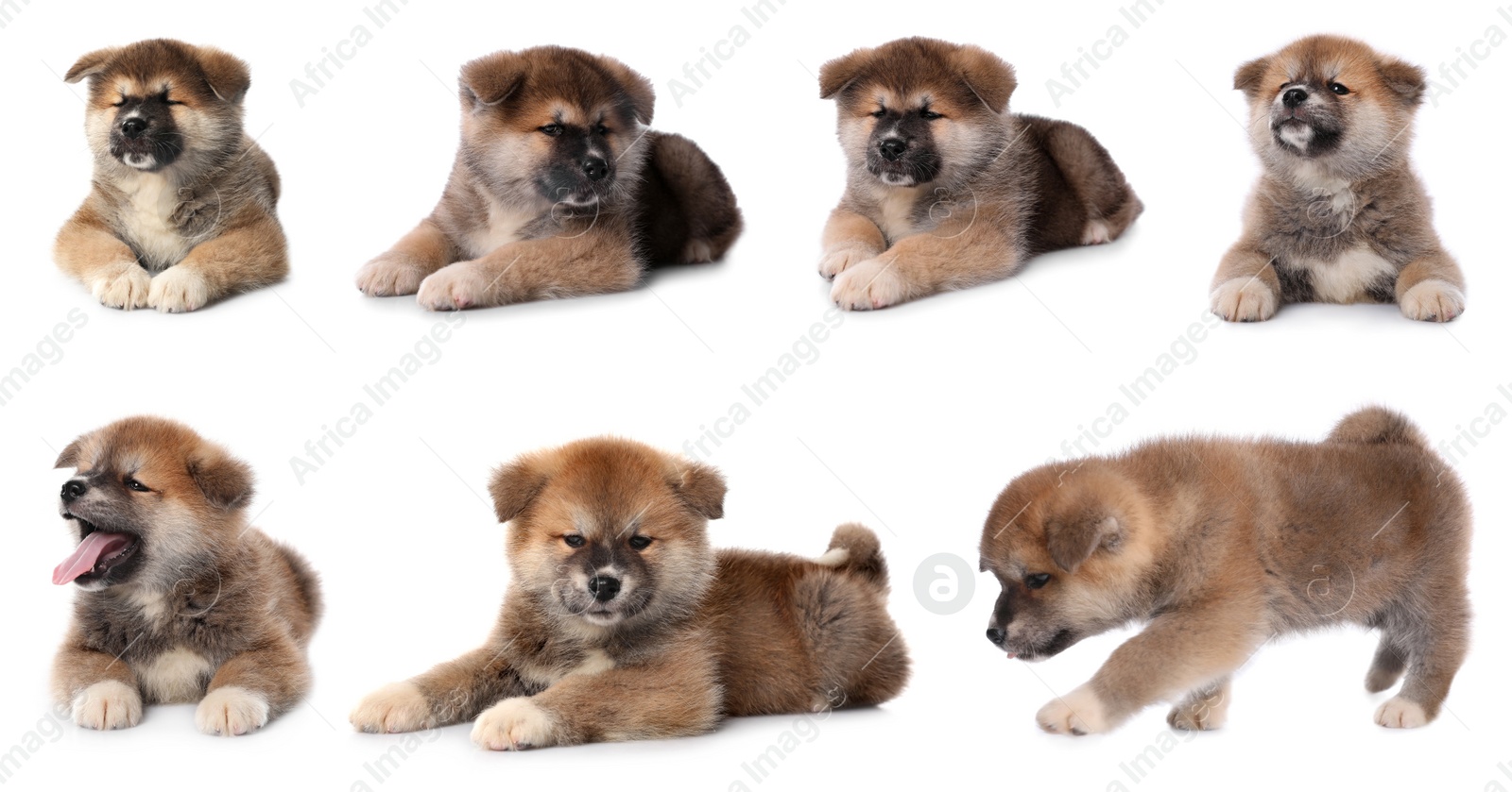 Image of Collage with photos of cute dog on white background