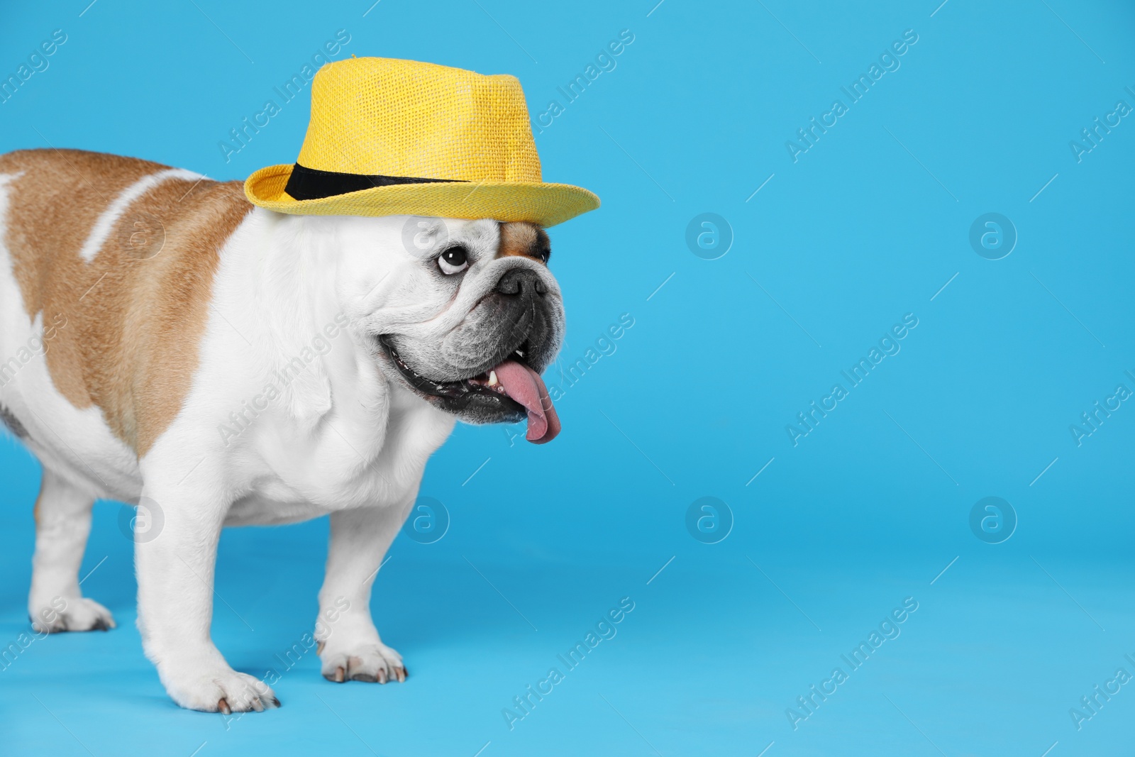 Photo of Adorable English bulldog with hat on light blue background, space for text