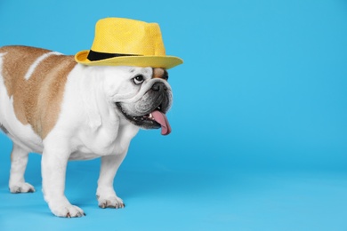 Adorable English bulldog with hat on light blue background, space for text