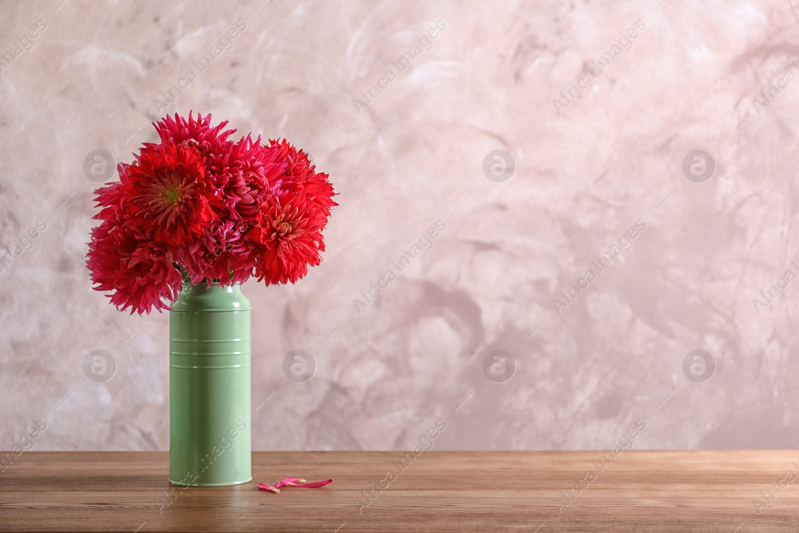 Photo of Beautiful dahlia flowers in vase on table against color background. Space for text