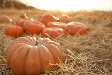 Photo of Ripe orange pumpkin among straw in field