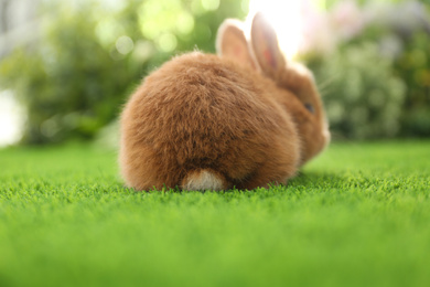 Photo of Adorable fluffy bunny on green grass. Easter symbol
