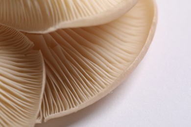 Photo of Fresh oyster mushrooms on white background, macro view. Space for text