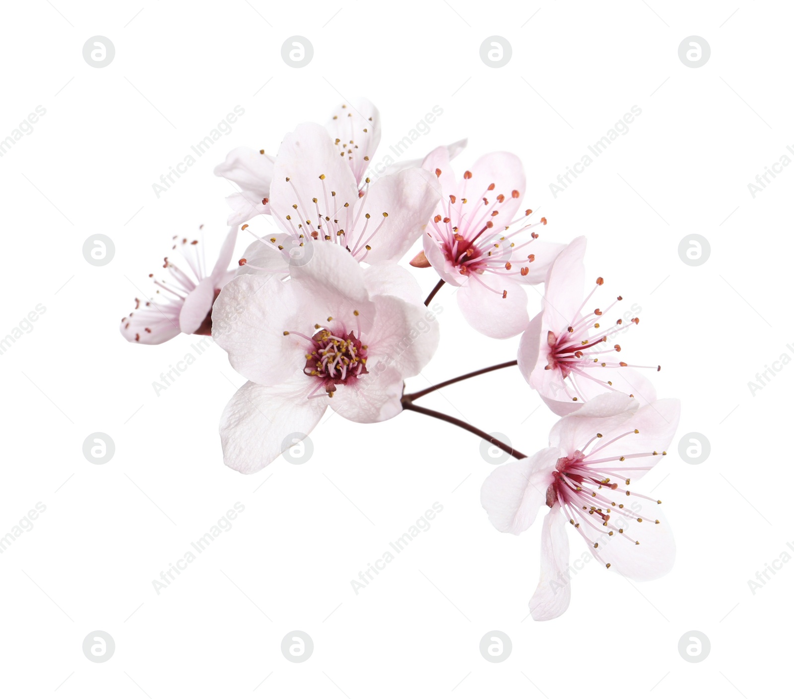 Photo of Beautiful plum blossom isolated on white. Spring season