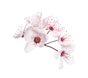 Beautiful plum blossom isolated on white. Spring season