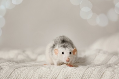 Photo of Cute little rat on knitted blanket against blurred lights. Chinese New Year symbol