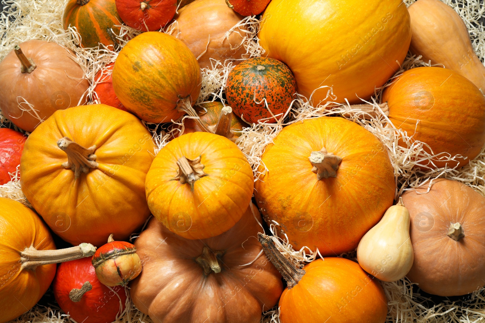 Photo of Many fresh raw whole pumpkins and wood shavings as background, top view. Holiday decoration