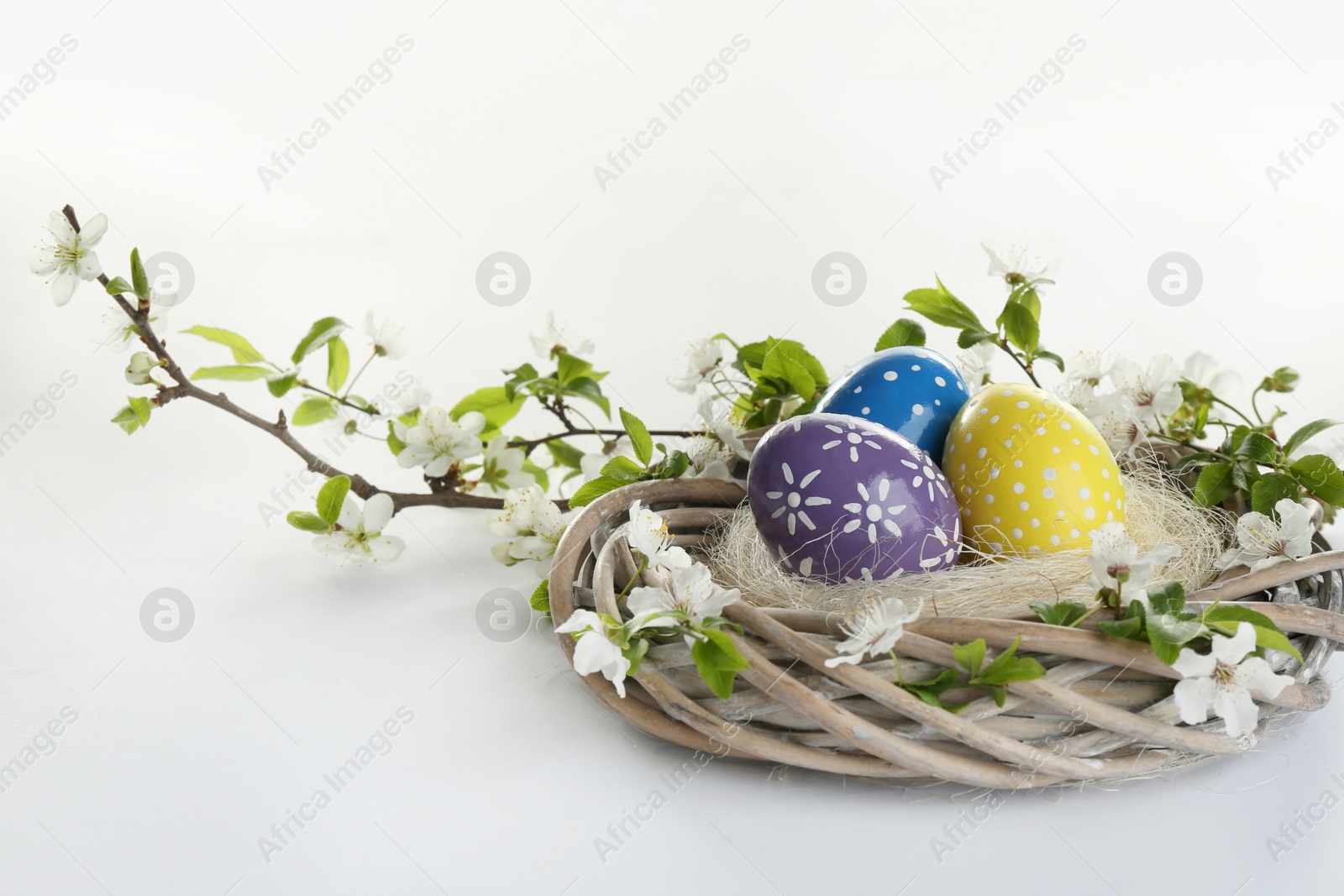 Photo of Painted Easter eggs in nest and blossoming branches on white background