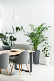 Photo of Beautiful potted plants in modern living room