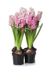 Photo of Beautiful spring hyacinth flowers isolated on white