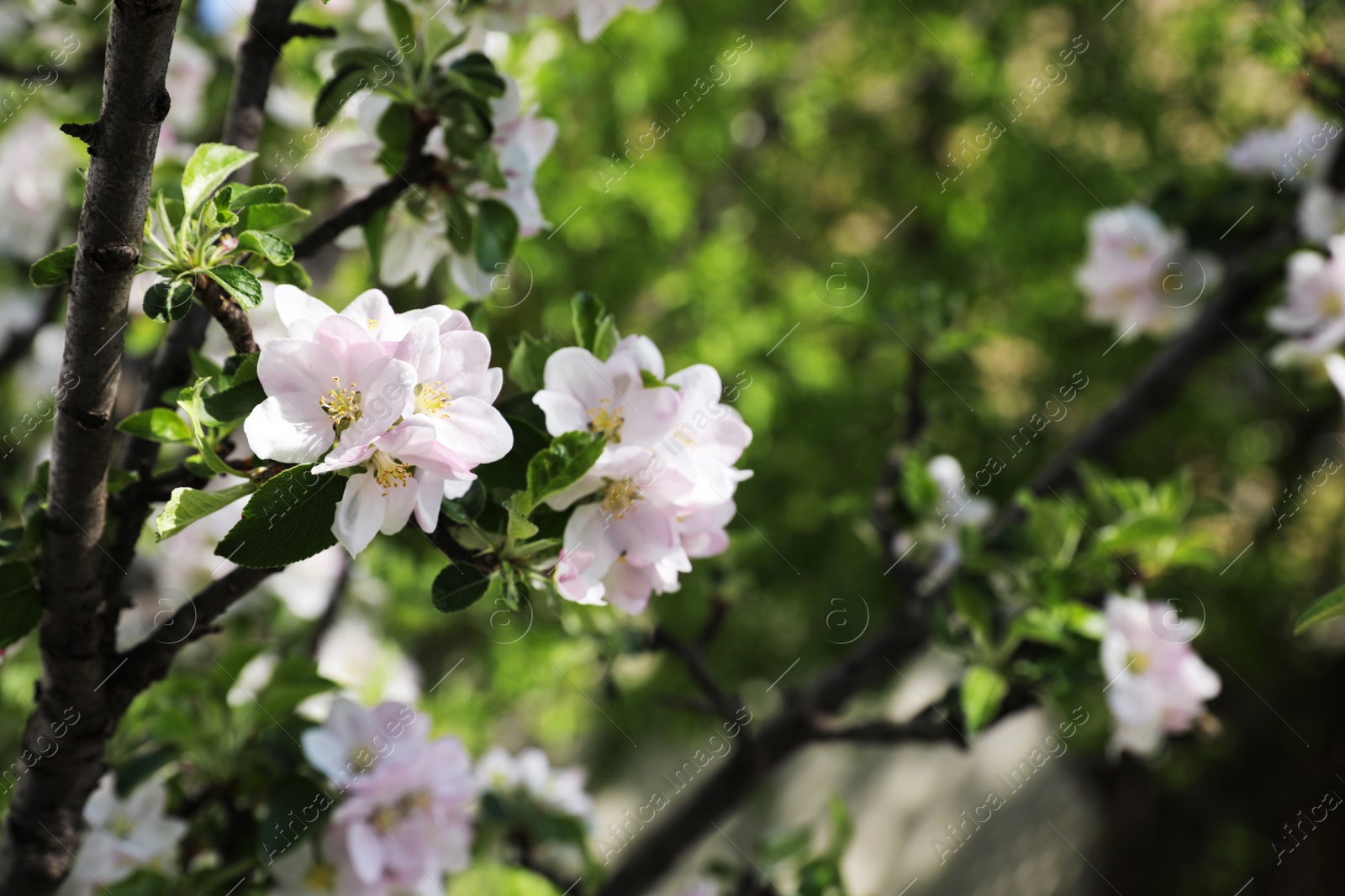 Photo of Closeup view of blossoming tree with white flowers outdoors