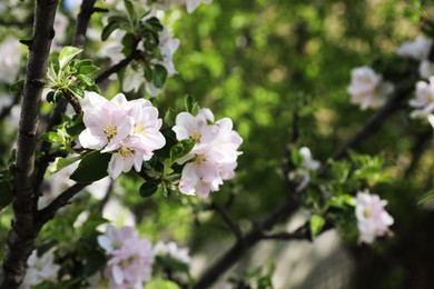 Closeup view of blossoming tree with white flowers outdoors