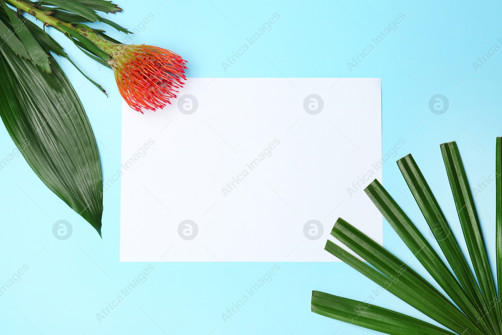 Photo of Creative flat lay composition with tropical leaves and protea flower on blue background