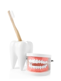 Photo of Tooth shaped holder with brush and model of oral cavity on white background