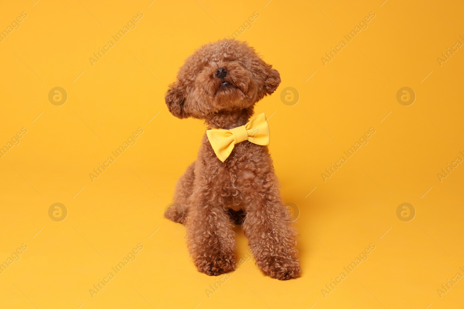 Photo of Cute Maltipoo dog with yellow bow tie on neck against orange background
