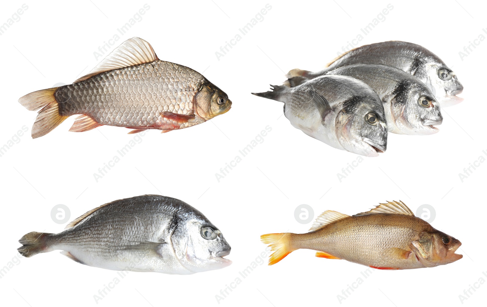 Image of Set with fresh raw dorado fish, perch and crucian carp on white background