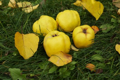 Photo of Fresh quince fruits and fallen yellow leaves on green grass