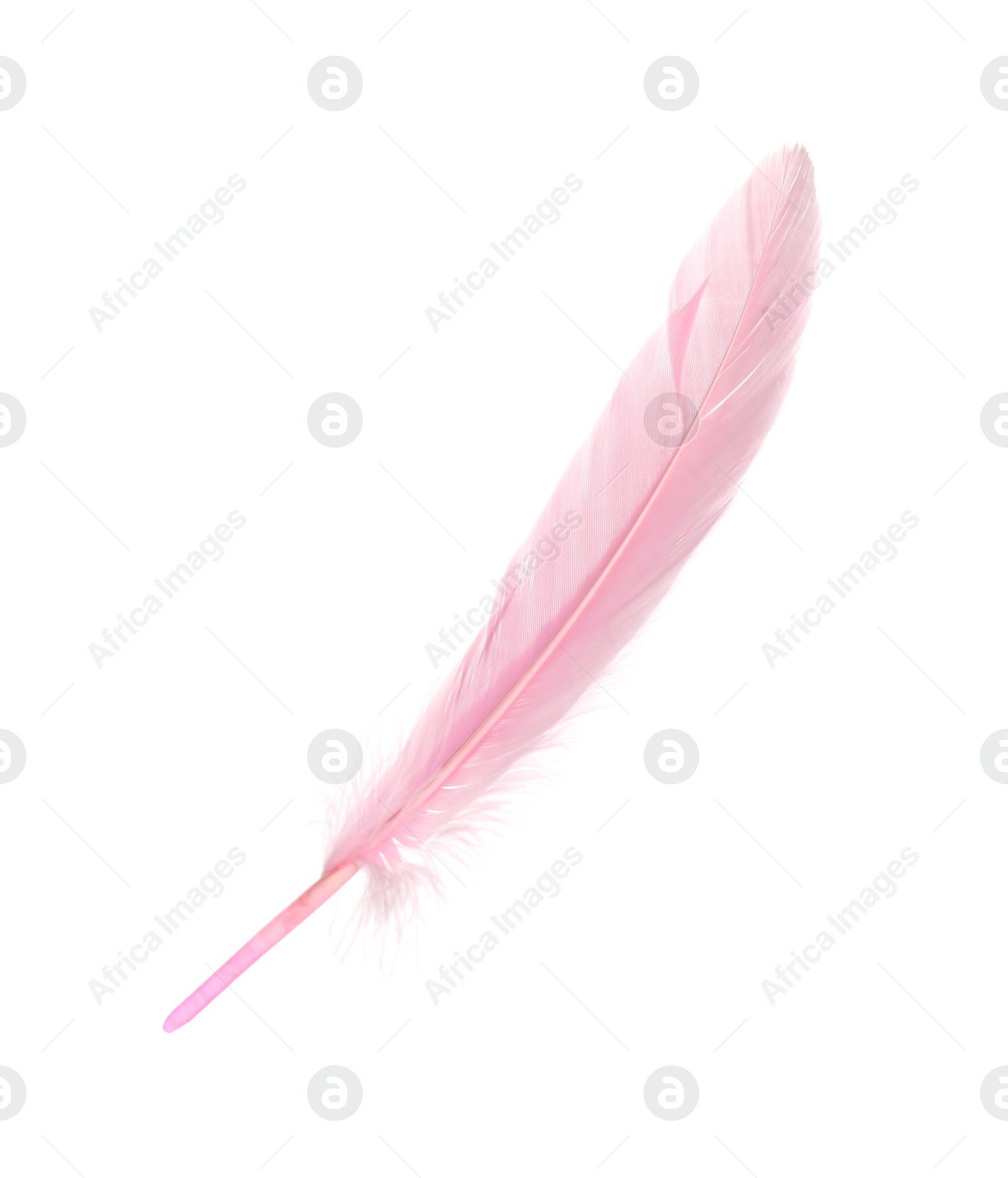 Photo of Beautiful delicate pink feather isolated on white