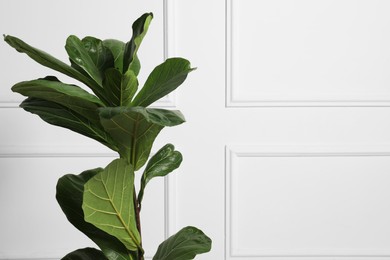 Photo of Fiddle Fig or Ficus Lyrata plant with green leaves near white wall, space for text