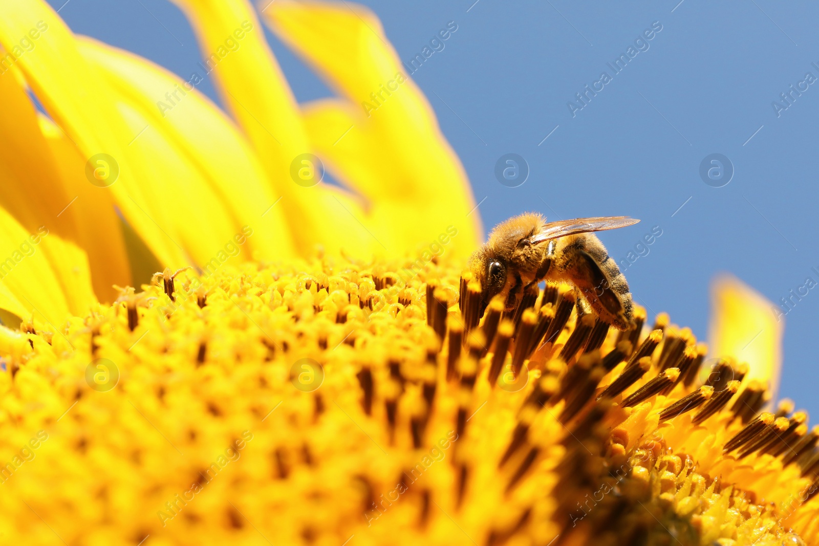 Photo of Honeybee collecting nectar from sunflower against light blue sky, closeup