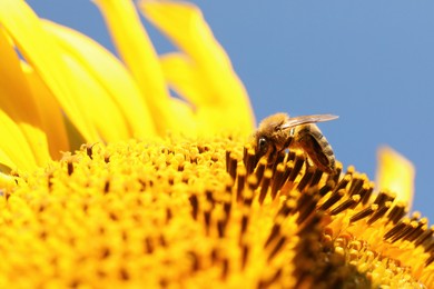 Photo of Honeybee collecting nectar from sunflower against light blue sky, closeup