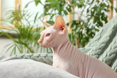 Photo of Cute Sphynx cat on sofa at home. Lovely pet