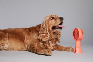 English Cocker Spaniel enjoying air flow from fan on grey background. Summer heat