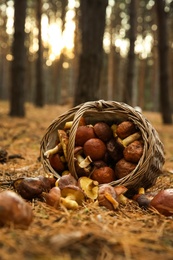 Photo of Basket with fresh boletus mushrooms in forest