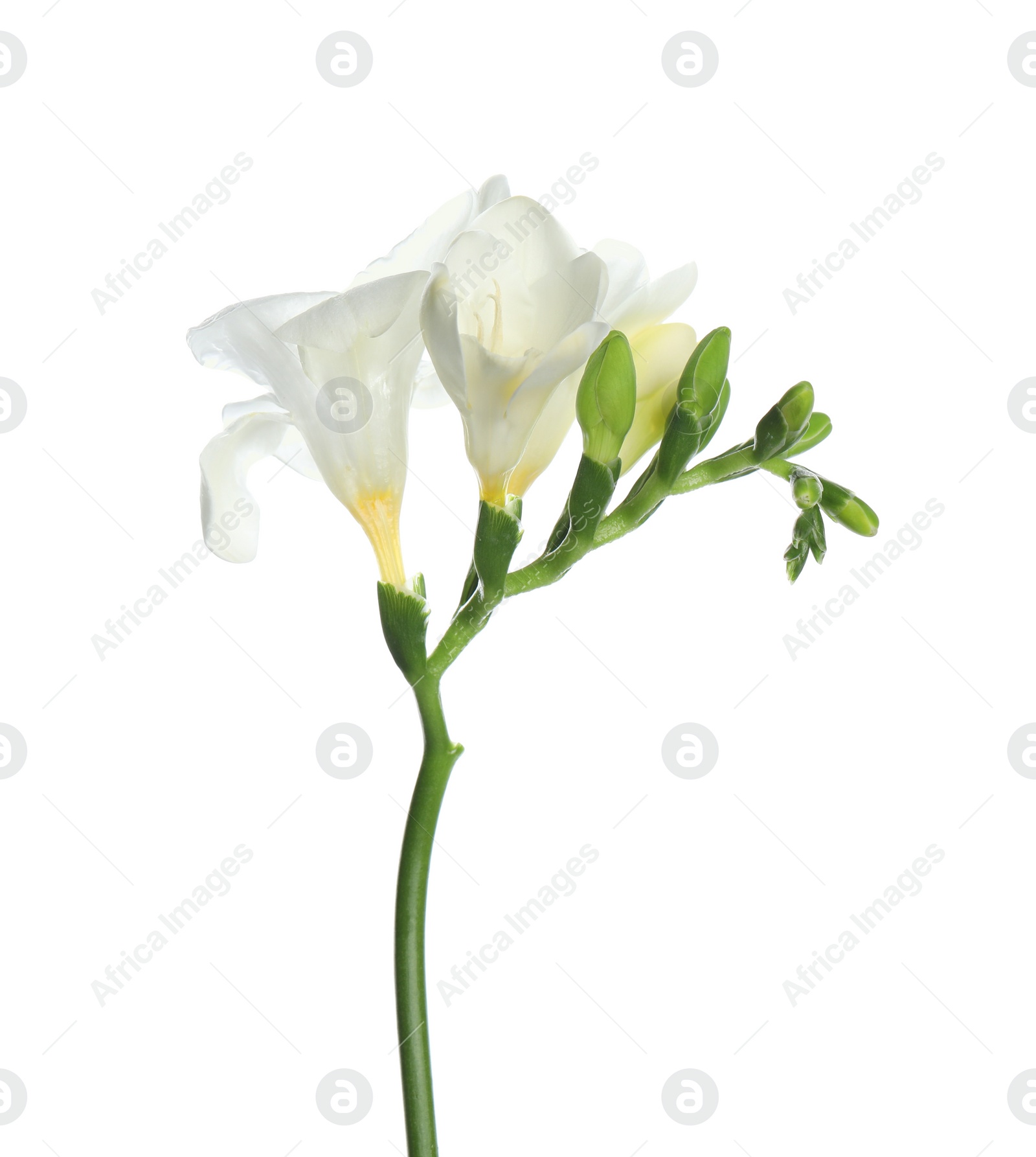 Photo of Beautiful freesia flower with tender petals isolated on white