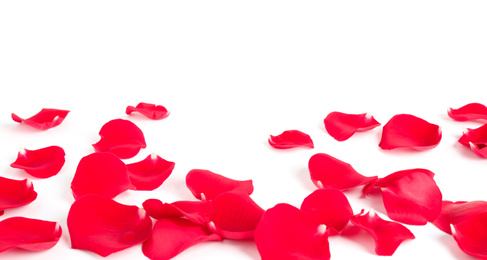 Fresh red rose petals on white background