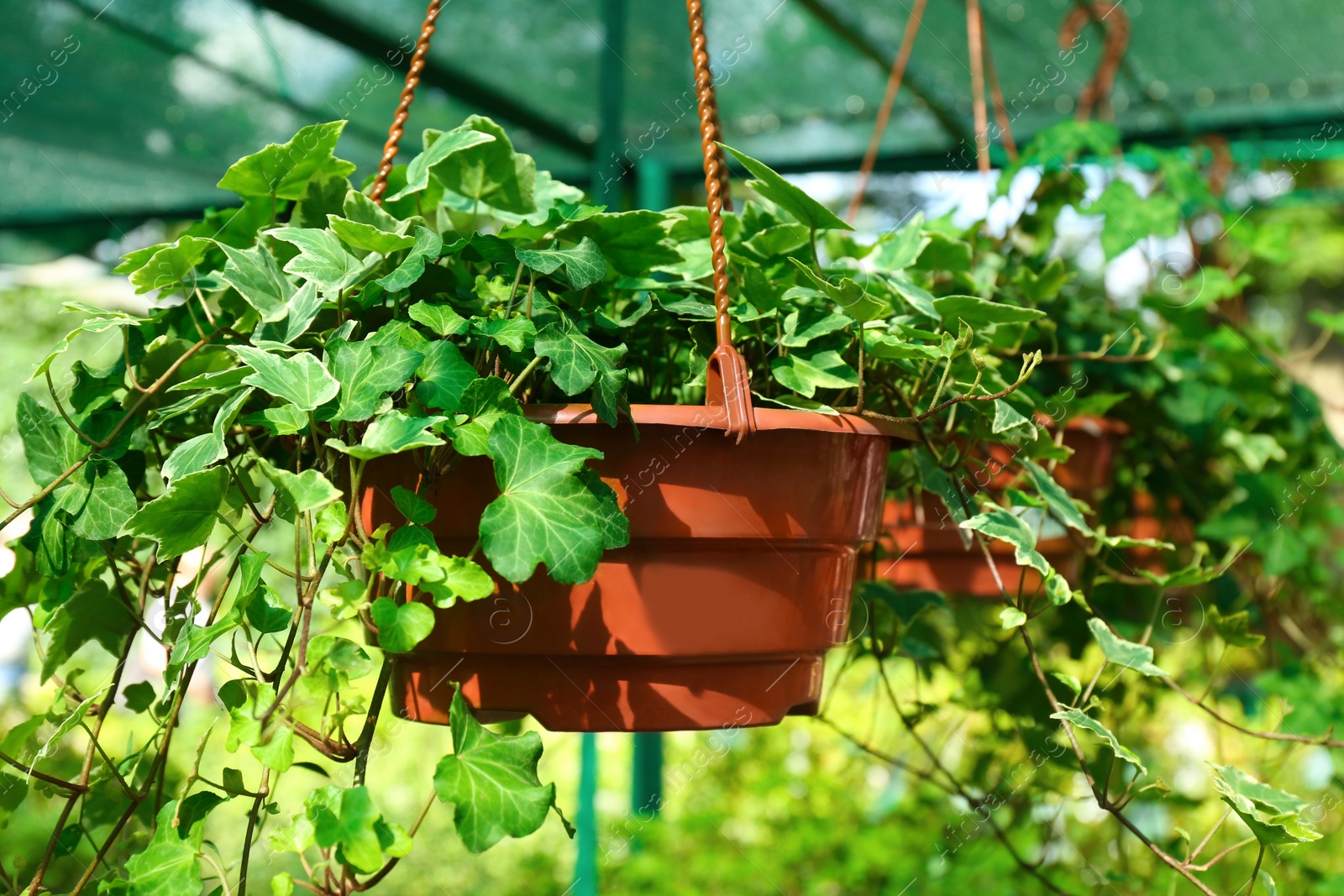 Photo of Pot with beautiful ivy plant hanging in greenhouse