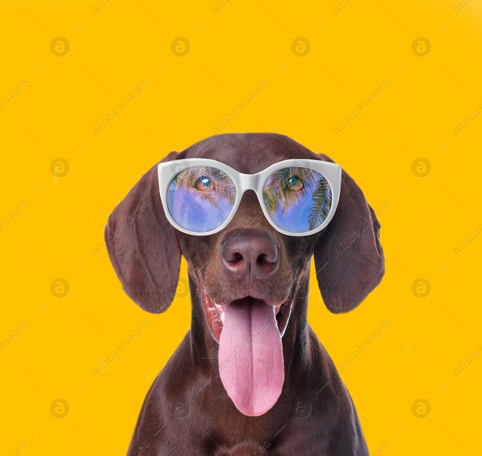 Image of German Shorthaired Pointer dog with sunglasses on yellow background