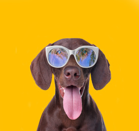 German Shorthaired Pointer dog with sunglasses on yellow background