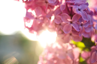 Closeup view of beautiful blooming lilac shrub outdoors