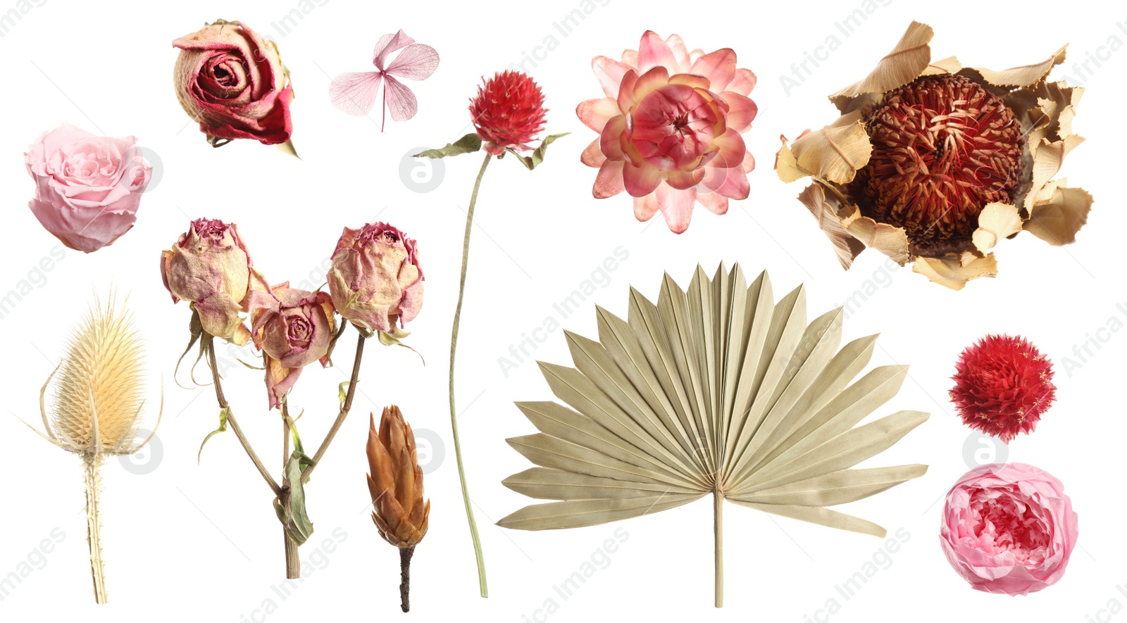 Image of Set with beautiful dry flowers on white background, banner design