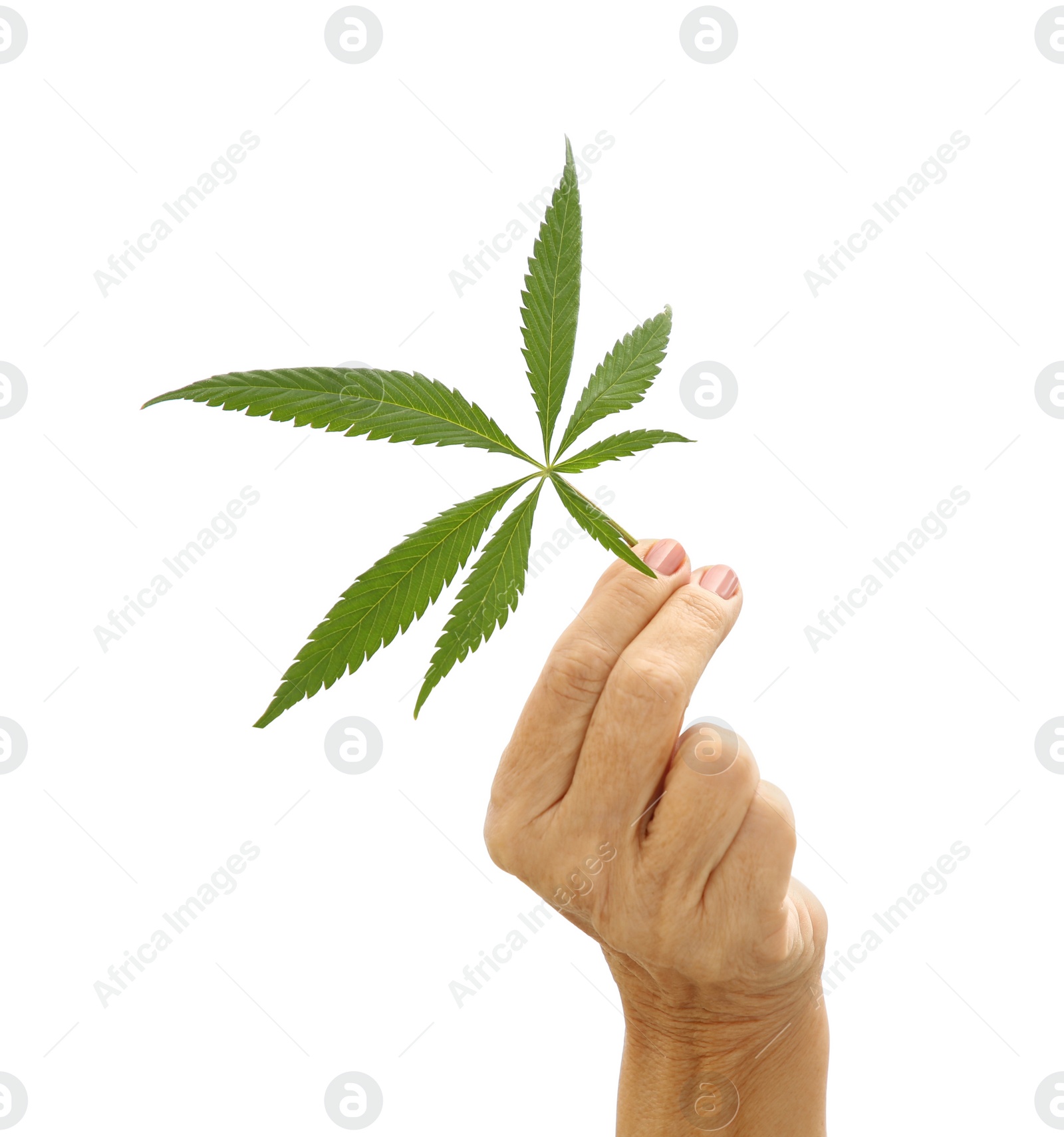 Photo of Woman holding fresh green hemp leaf on white background, closeup