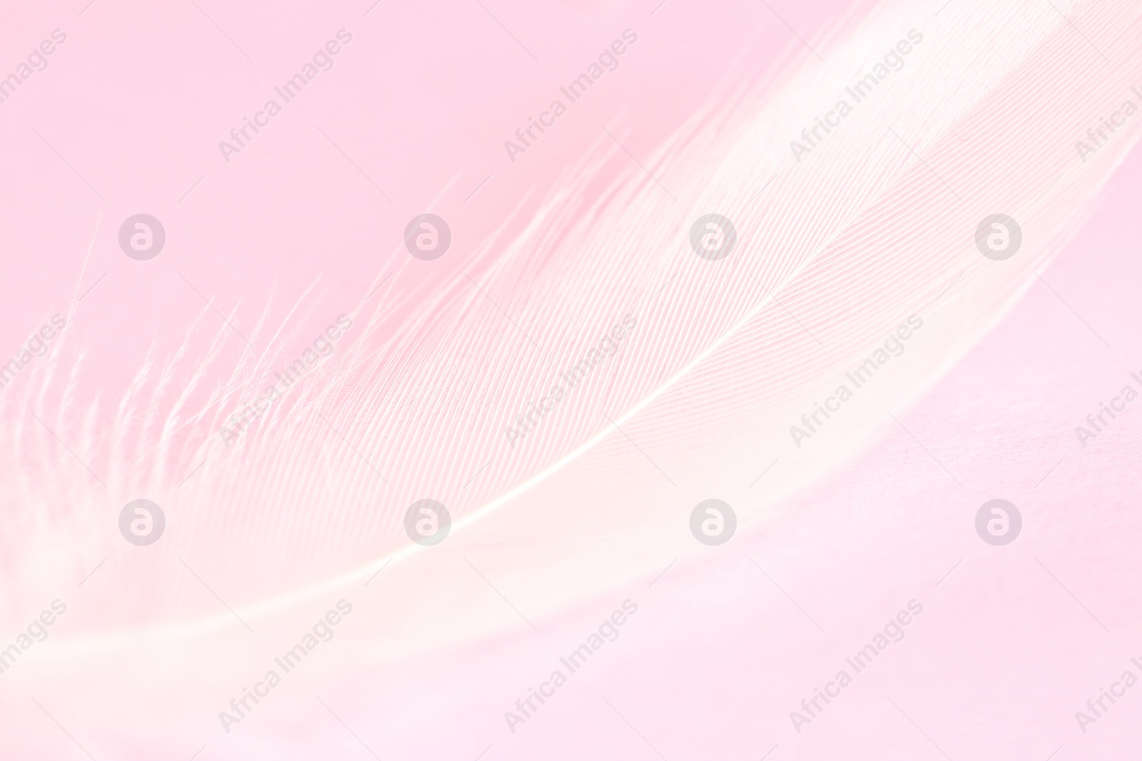 Photo of Fluffy white feather on pink background, closeup
