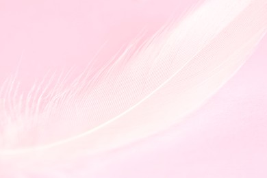 Photo of Fluffy white feather on pink background, closeup