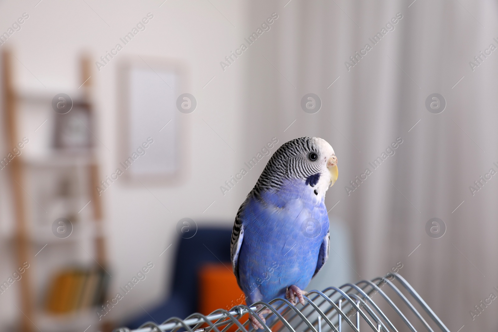 Photo of Beautiful light blue parrot on cage indoors. Cute pet