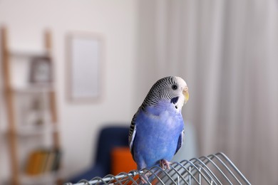 Beautiful light blue parrot on cage indoors. Cute pet