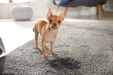 Photo of Cute Chihuahua puppy near wet spot on carpet indoors