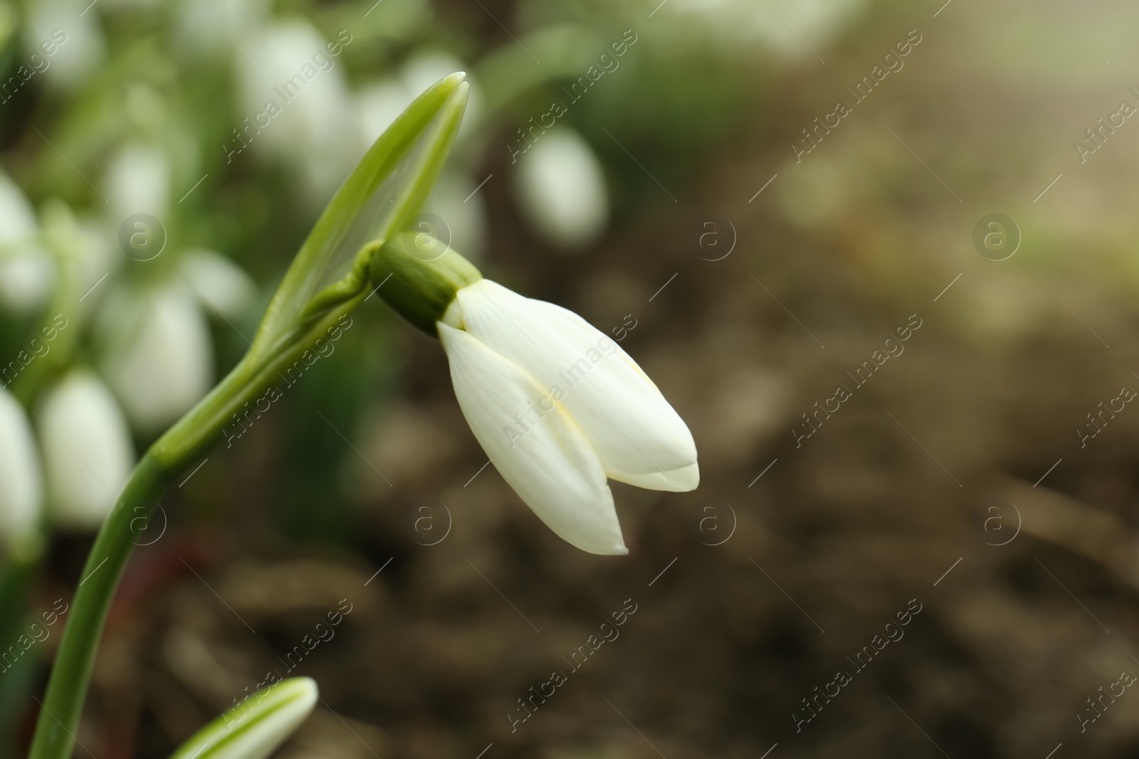 Photo of Fresh blooming snowdrop flower growing in soil outdoors, closeup