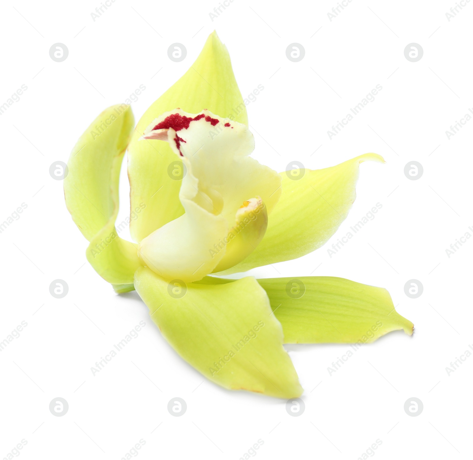 Photo of Beautiful tropical orchid flower on white background